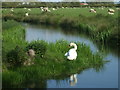 A swan and sheep by Yarrow Road