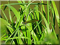 Damselfly, Kennet and Avon Canal, Devizes