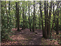 Biggin Wood (1)