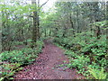 Llwybr Allt Pencoed / Allt Pencoed Path