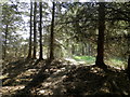 Woodland path at Drumcharrel