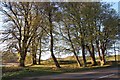 A stand of beech at Amulree Hotel