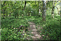 Path on Alderstead Heath