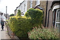 View of a hedge shaped like a steam train on Southey Street