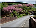 Pink blossom, Abertysswg