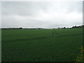 Large crop field off the B5061