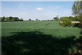 Wheat field near Tollsworth Manor