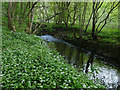 Ramsons by the River Calder