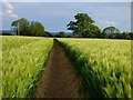 Farmland, Newington