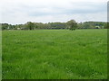 SJ9414 : Grassland north of Pottal Pool Road by JThomas