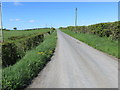 Hedge-lined road to Stubbykowe Bar at Milliganbushfield