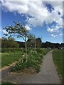 Hawthorn trees