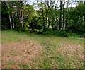 Track into woodland near Claremont, Newport