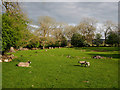 SD9864 : Sheep and Lambs near Threshfield by Andy Beecroft