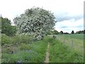NZ1915 : A mass of blossom beside the Teesdale Way by Oliver Dixon