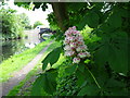 Canalside Blossom