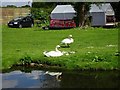 SO8596 : Swan Nursery by Gordon Griffiths