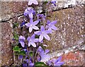 Serbian bellflower (Campanula poscharskyana)