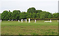 Billericay Cricket Club