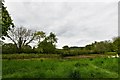 Dunsfold: Swans entering duck pond at Gratton Corner