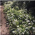 Wild garlic in Graves Park