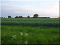 SJ5513 : Field of wheat west of Hunkington Farm by Richard Law