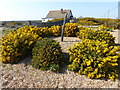 Gorse at Dungeness