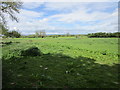 Grass field at Amotherby