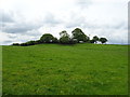 Hillside grazing off the B5425