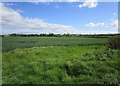 Wheat field