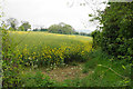 Oil seed rape on Shepherds Hill