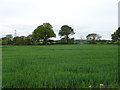 Crop field off Welsh Road (A550)