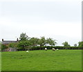 Sheep grazing, Puddington