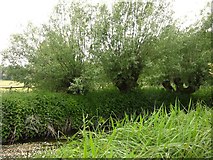 TL2212 : Lemsford Springs: reedbed and pollard willows by Stefan Czapski