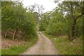 NT9421 : Enclosed birch woodland by Richard Webb
