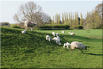 SP3065 : Frolicking lambs near Jephson's Farm by Bill Boaden