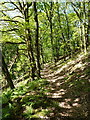 Bridleway above Glan-hafon Uchaf