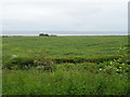 SJ2482 : Oilseed rape crop beside the Wirral Way by JThomas