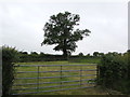 Tree in a Westmarsh Lane field, Oldbury-on-Severn