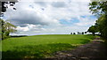 Grassy field near Eaton Bishop