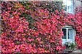 Virginia Creeper, Lower Lane