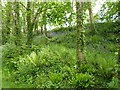 Bluebells below the cemetery 