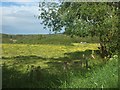 Buttercup meadow