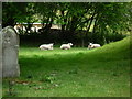 Sheep at St. Michael