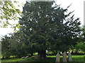 SO2366 : Yew Tree at St. Michael's Church (Cascob) by Fabian Musto