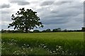 TM0644 : Barley field and lone oak tree by Simon Mortimer