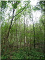 Woodland beside the A53