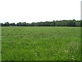 Grassland near Willoughbridge Farm