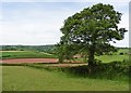 Fields and tree at Grove Farm