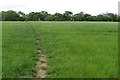 Bridleway towards Colworth